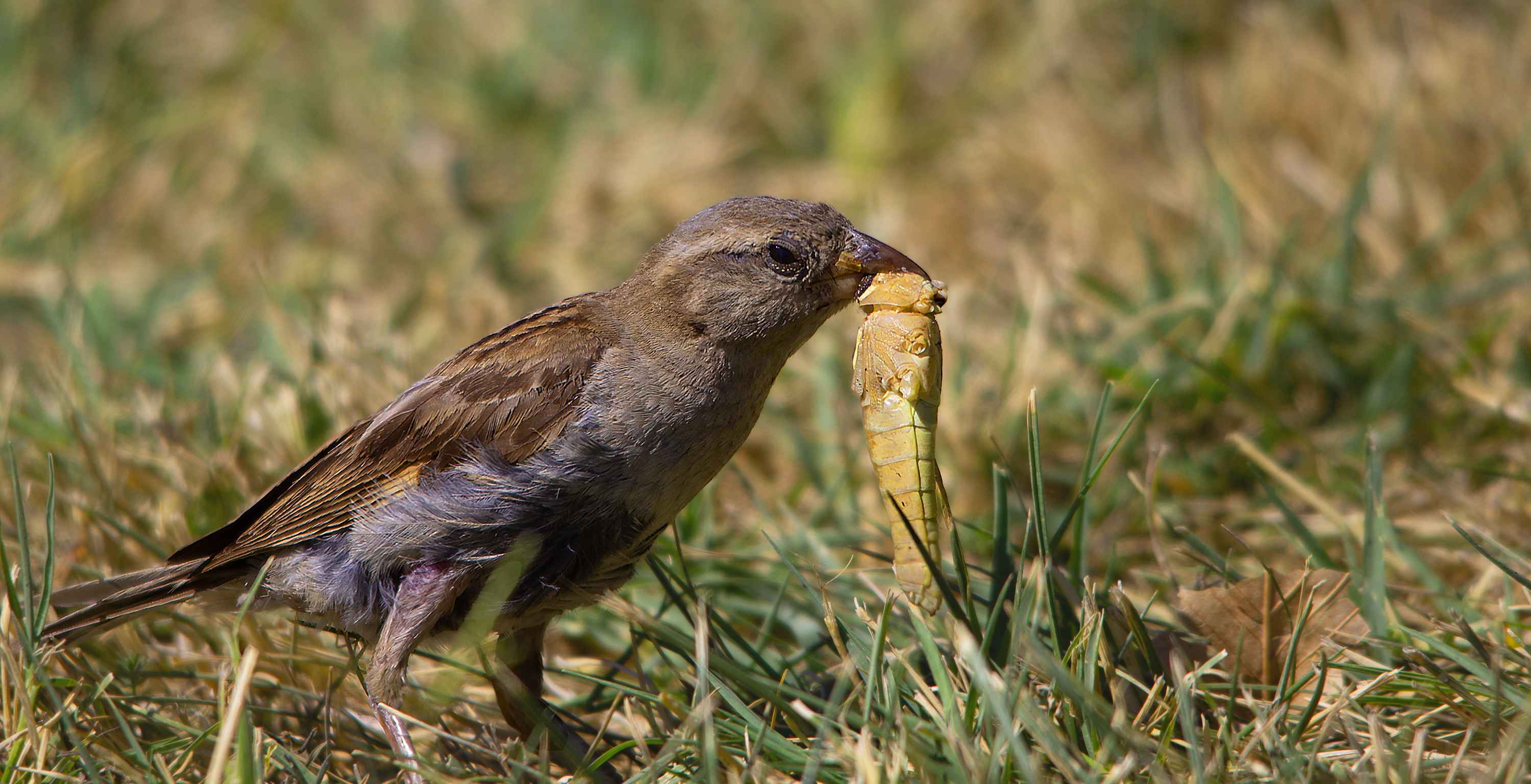 House Sparrow